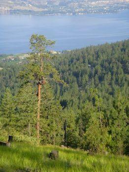 Apartamento Crooked Tree Bed & Breakfast Guest Suites Penticton