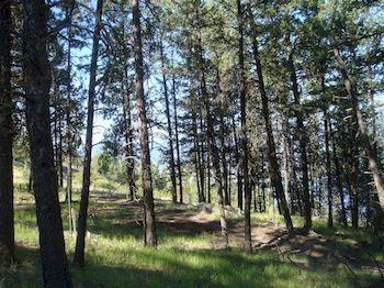 Crooked Tree Bed & Breakfast Guest Suites Penticton