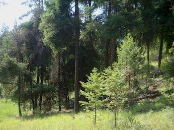 Apartamento Crooked Tree Bed & Breakfast Guest Suites