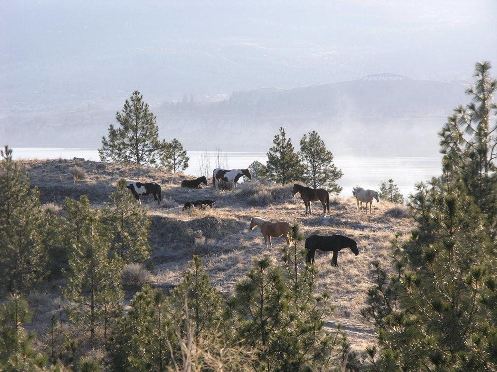 Royal 4* Penticton