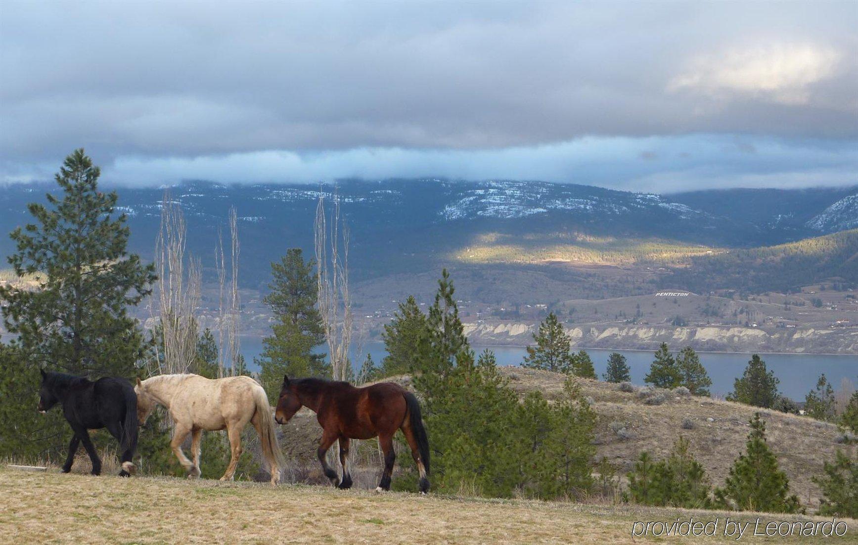 Royal 4* Penticton